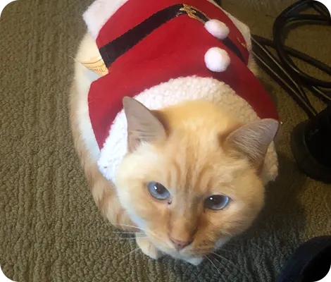 Ragdoll Siamese wearing a Santa costume