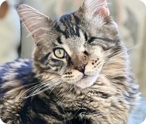 Maine Coon cat with one eye