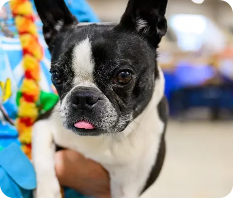A black and white dog
