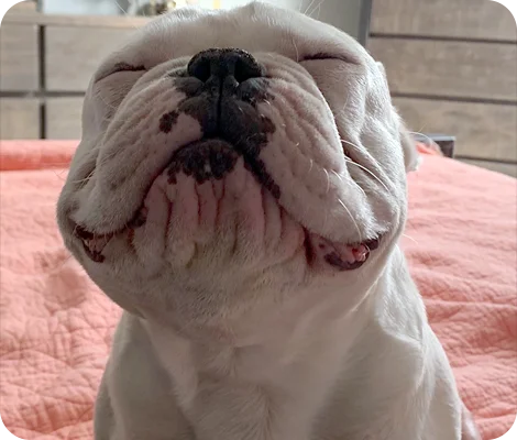 Mr Louis the Bulldog