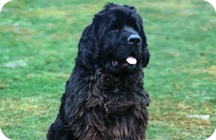 Benny the dog