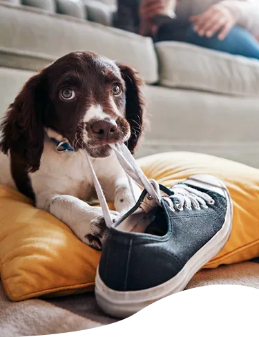 A puppy chewing the laces of a tennis shoe
