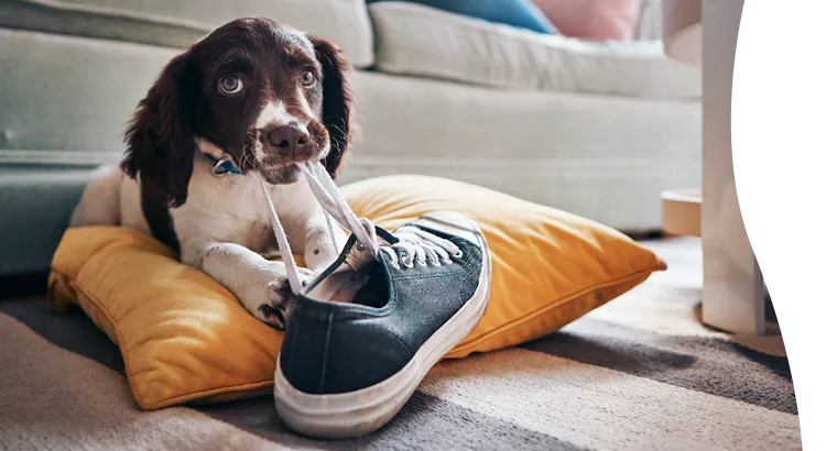 A puppy chewing the laces of a tennis shoe
