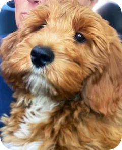 Yogi the dog
