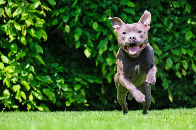 american-pit-bull-terrier