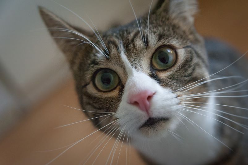 Closeup face of an American Shorthair cat.