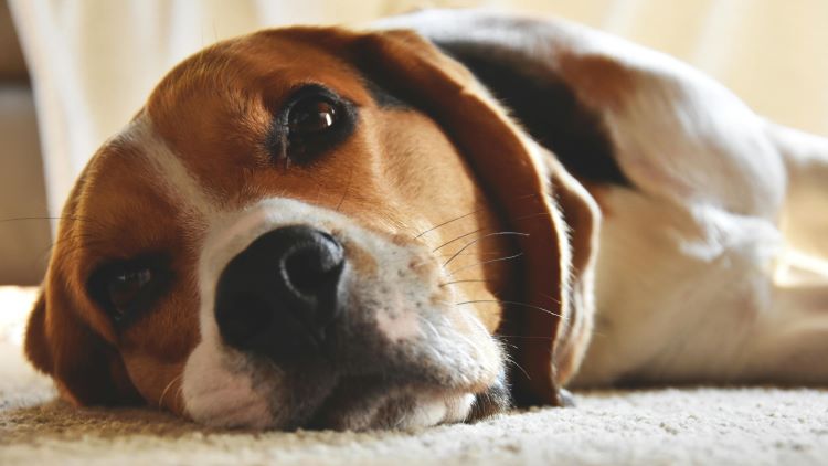 beagle-laying-side