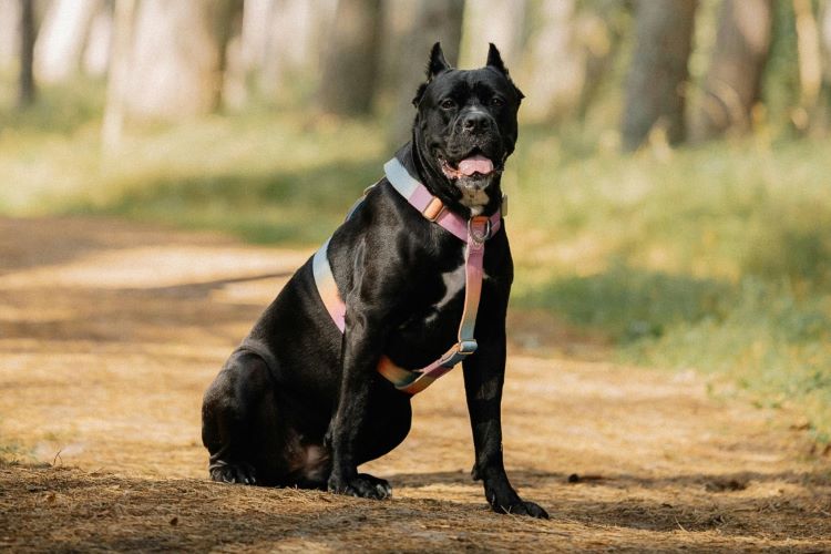 cards Guide to the Cane Corso: the Guardian Dog