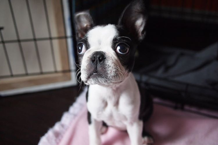 black-white-puppy-crate