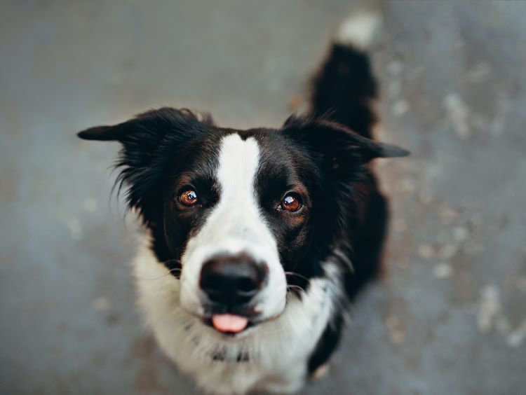cards Get to Know the Border Collie