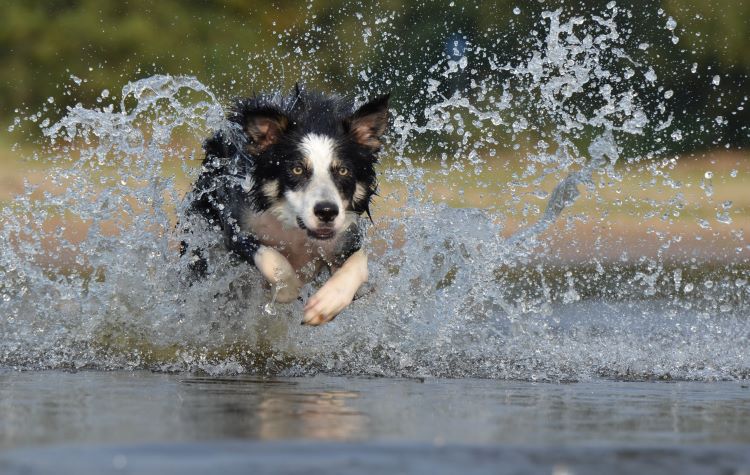 border-collie-water