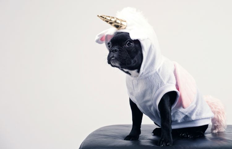 A black Boston Terrier wearing a unicorn Halloween costume safe for dogs.