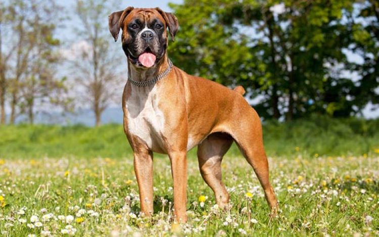 boxer