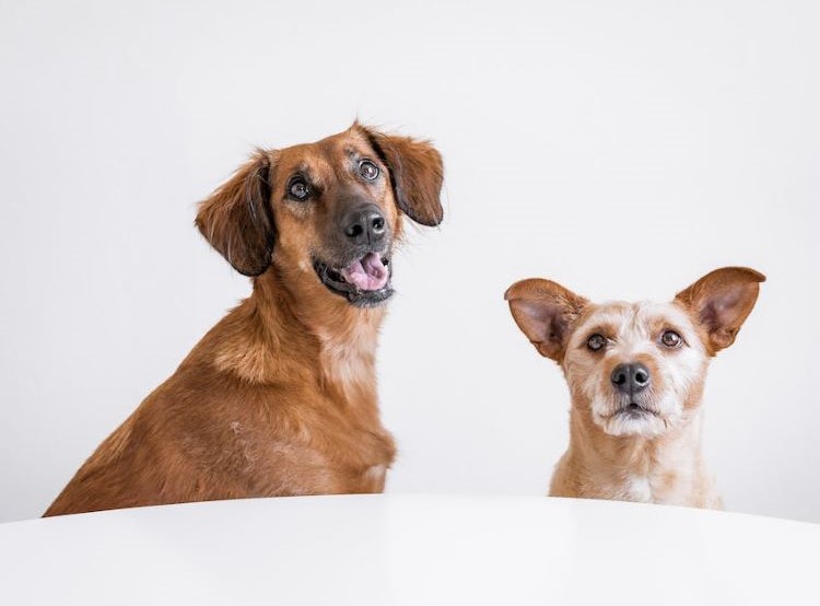brown-dogs-at-table