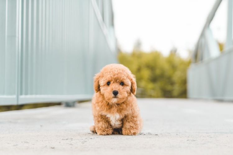 brown-poodle-puppy-sitting