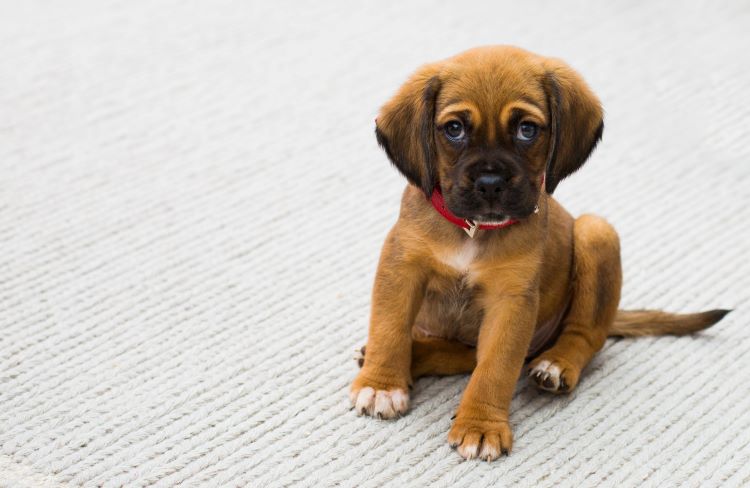 brown-puppy-gray-carpet
