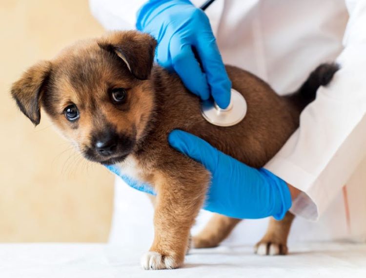 brown-puppy-vet-exam