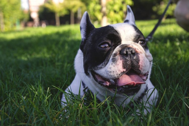 bulldog-tall-grass
