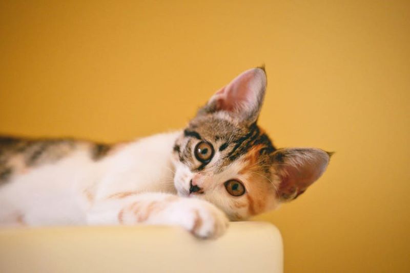 Calico kitten with pointed ears on orange background.