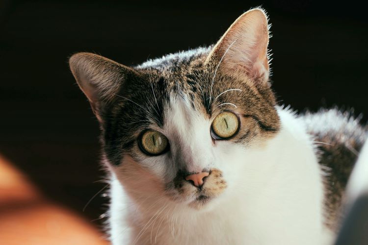 cat-big-eyes-stare
