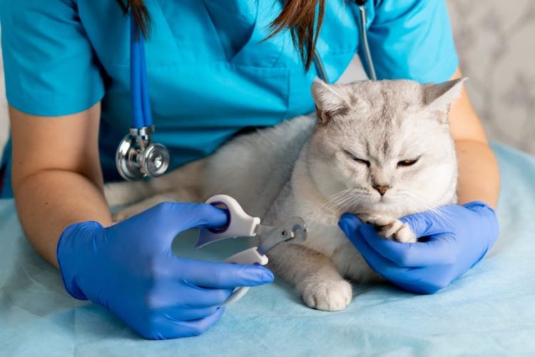 cat-claw-cutting-veterinarian