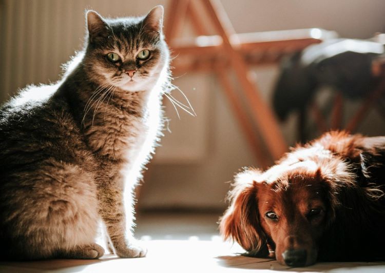 cat-dog-sunshine