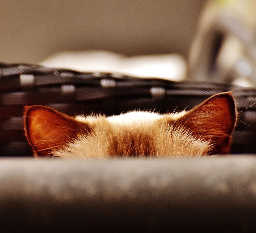 Cat ears poking up out of a basket.