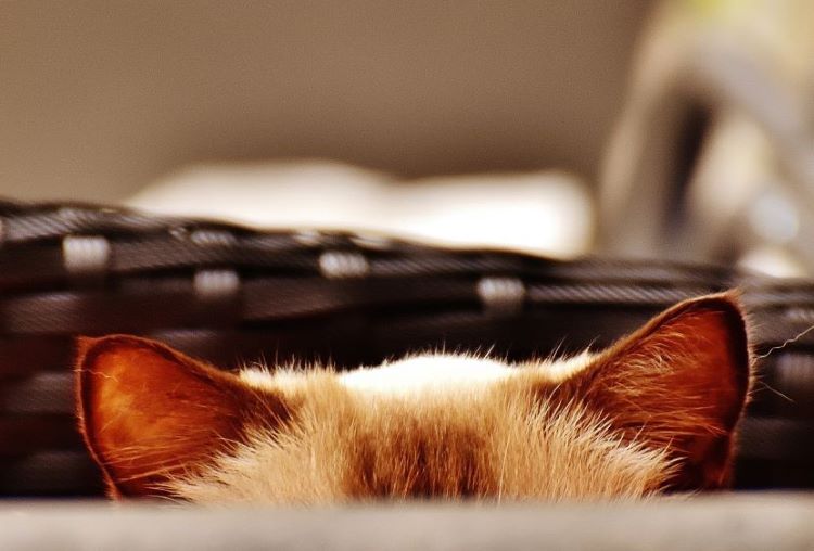 cat-ears-poking-out