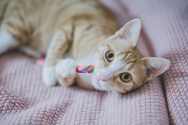 cat-homemade-toy