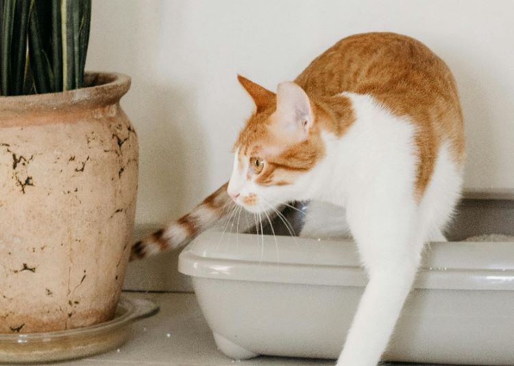 An orange and white cat stepping out of a litter box with litter to help with cat urine odor.