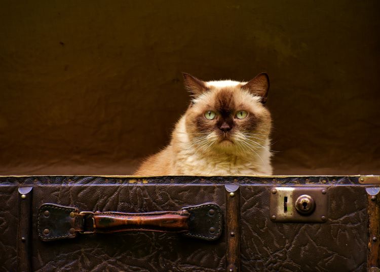 Ragdoll cat looking out of a brown suitcase.