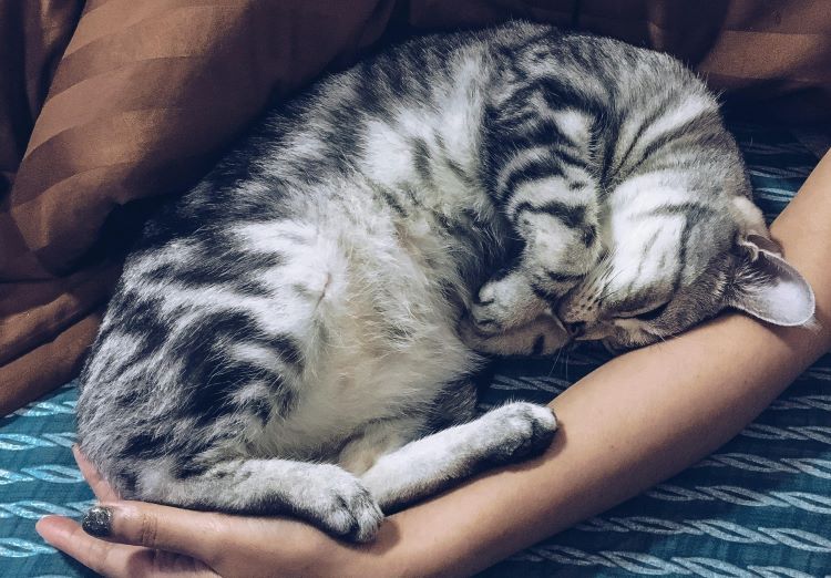 cat-purring-arm