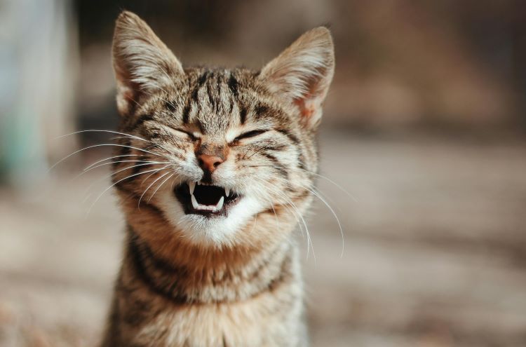 cat-smile-eyes-shut