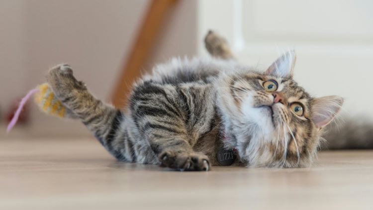 catnip-toy-cat