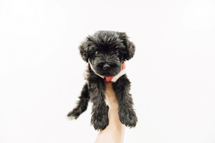 curly-black-puppy