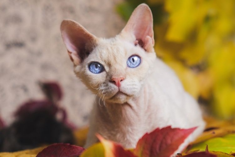 devon-rex-cat-breed-guide