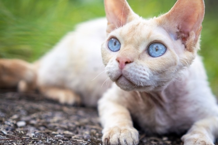 Devon Rex: A Cat Breed Guide