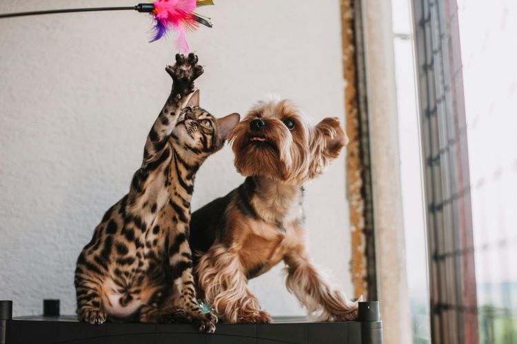 dog-cat-toy