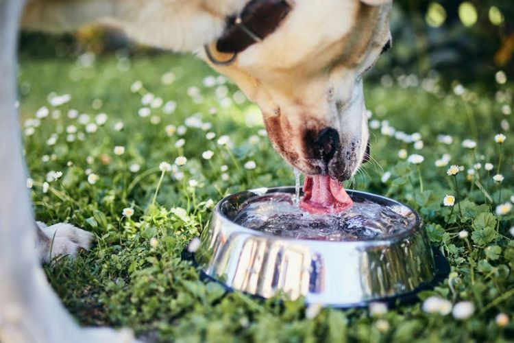 dog-drinking-water-bowl