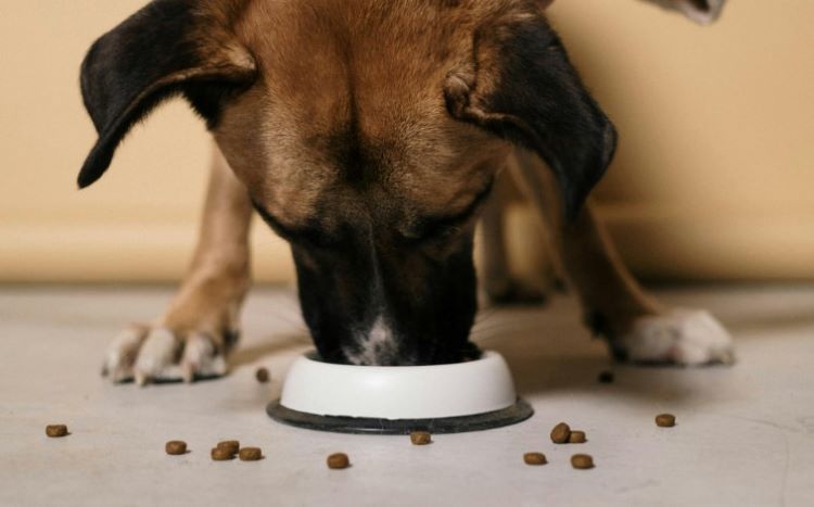 dog-eating-food