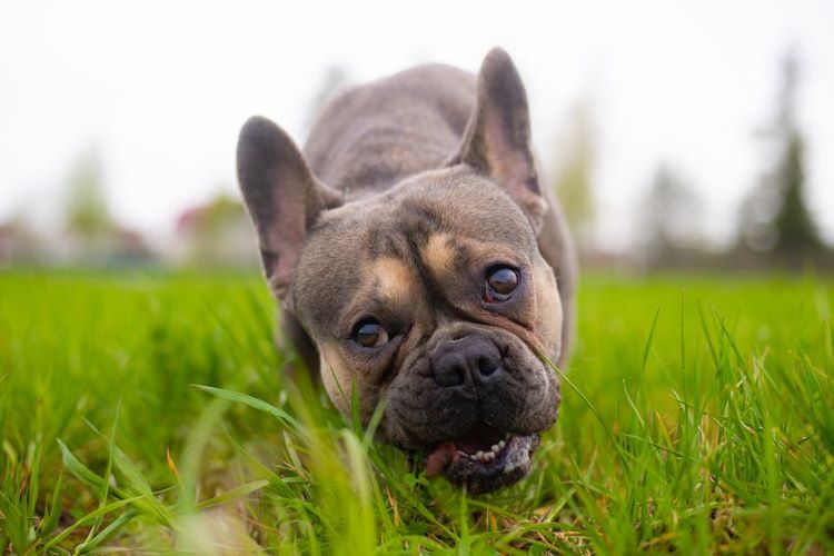 dog-eats-grass