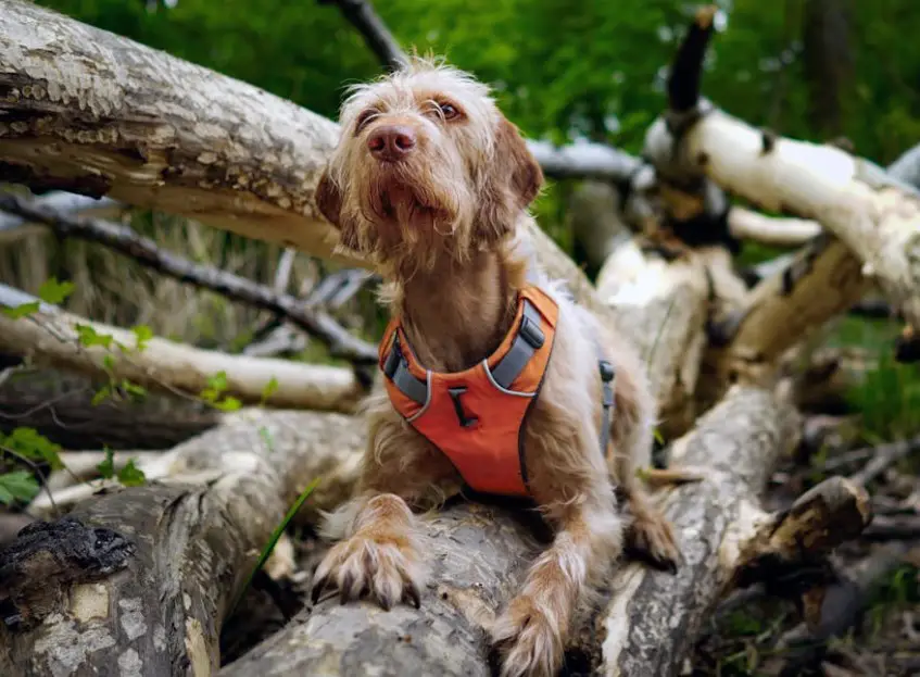 dog-forest-logs