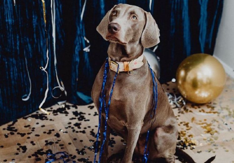 dog-new-year-party