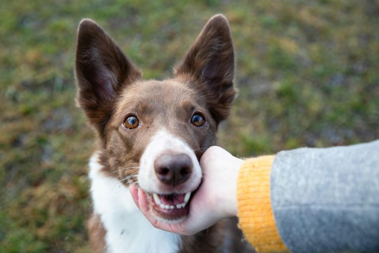 dog-rest-hand