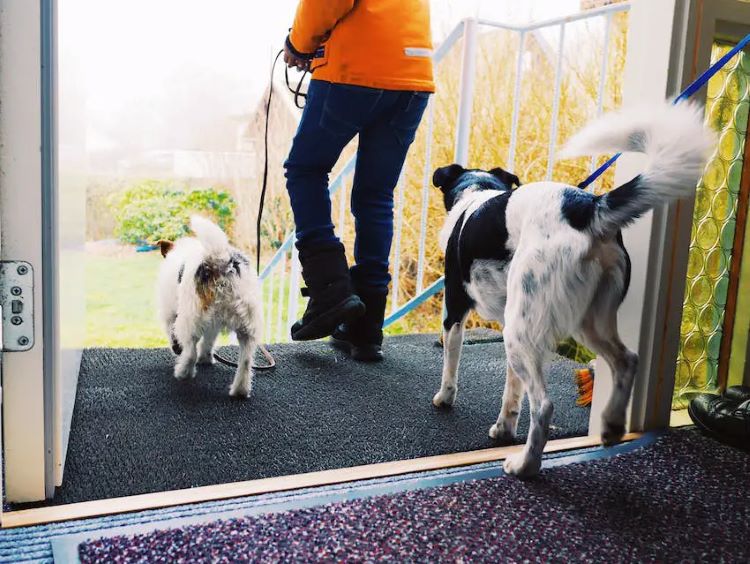 dogs-on-walk