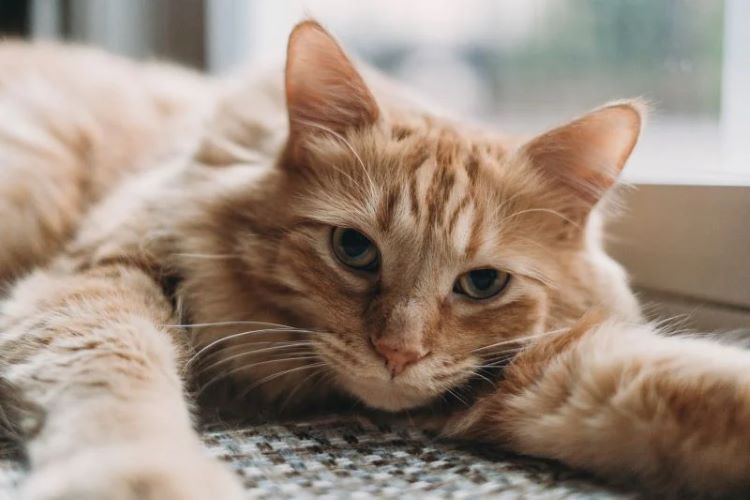 domestic-medium-hair-orange