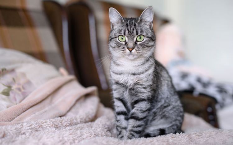 domestic-shorthair-cat-blanket