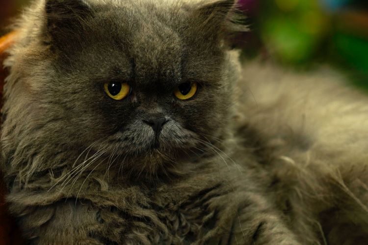 exotic-longhair-cat-gray