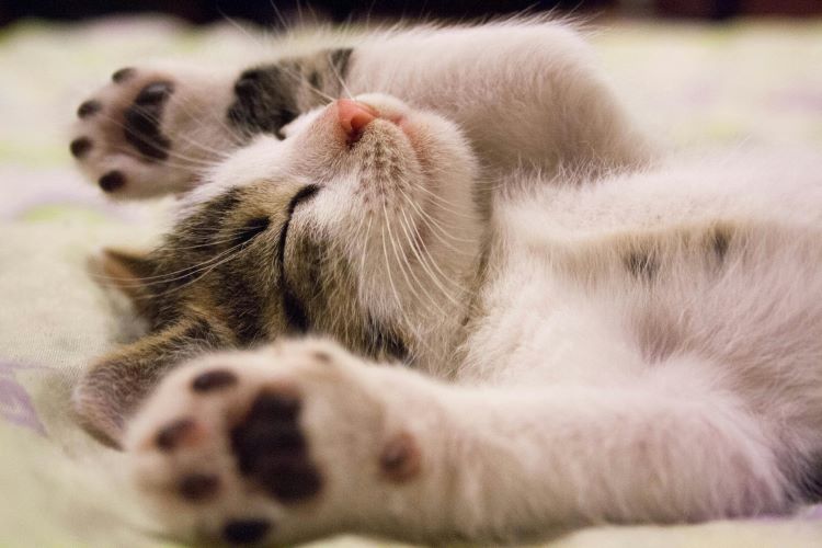 friendly-kitten