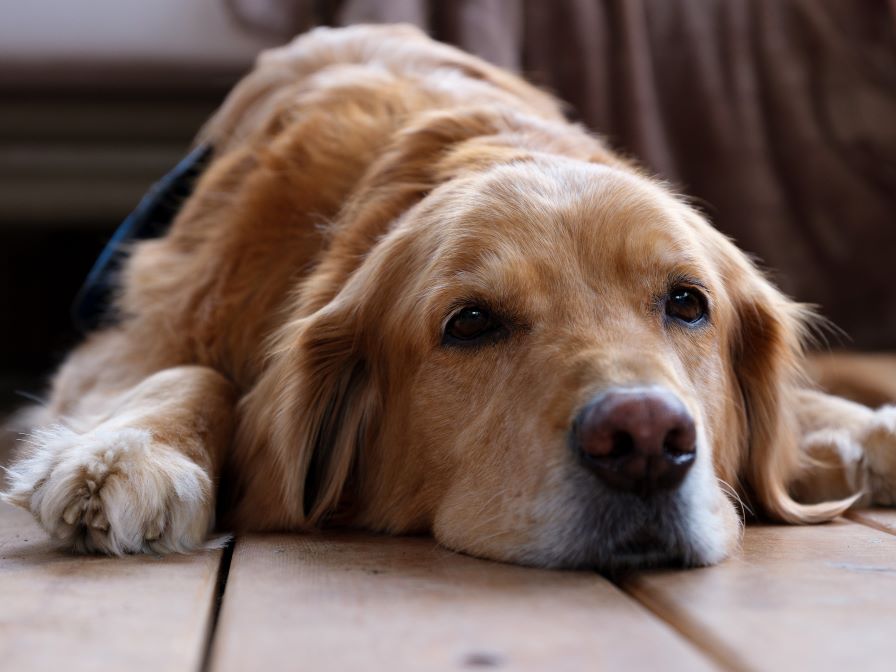 Golden retriever laying on the floor looking sad or sick.